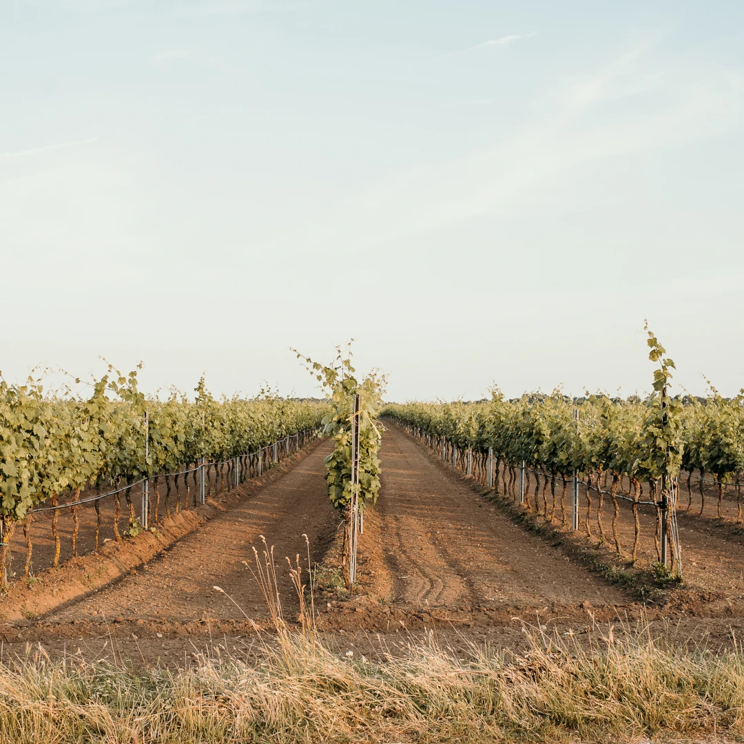 Weingarten im Sommer